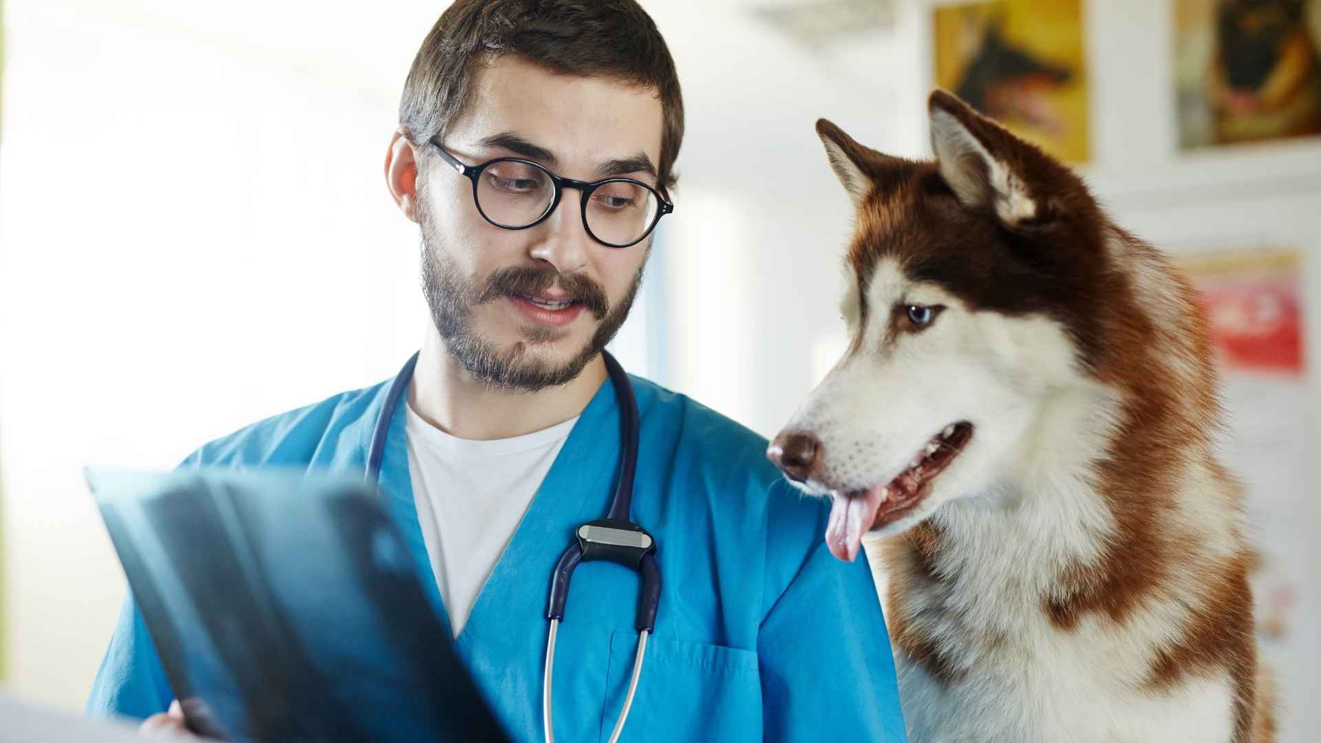 seguro de salud para perros
